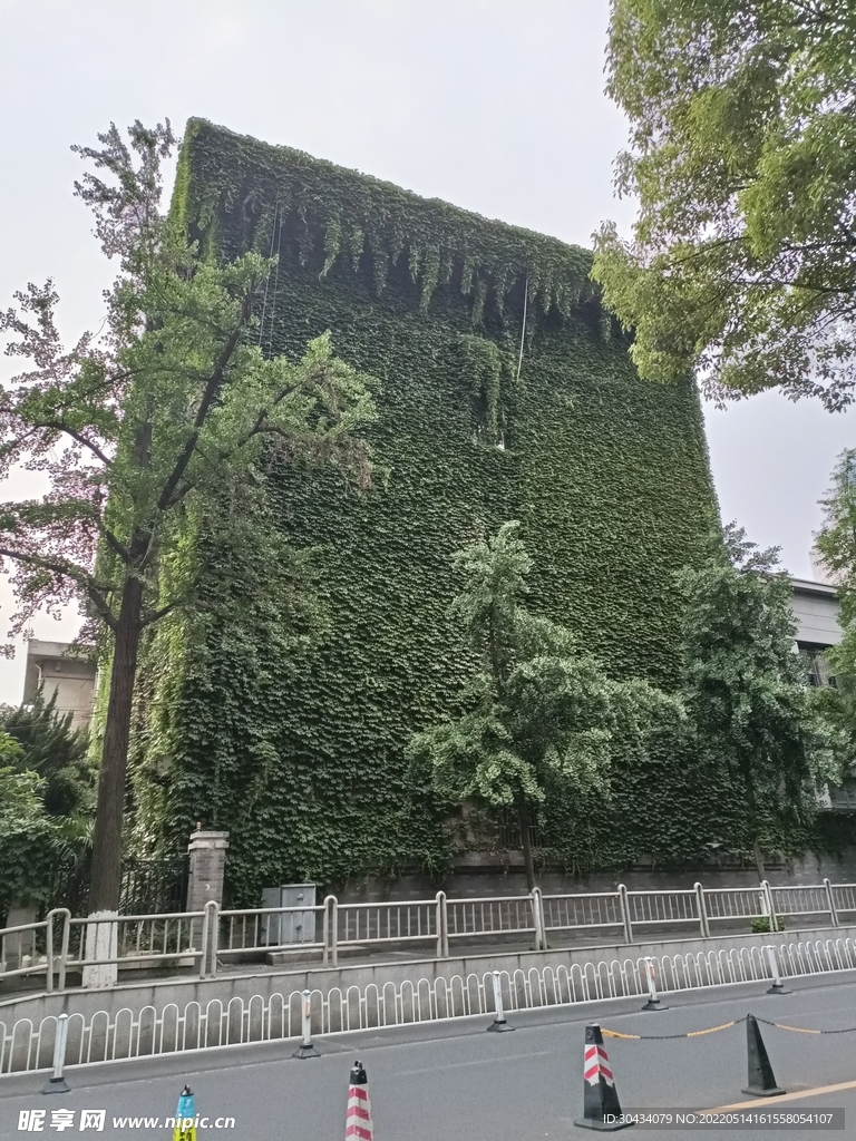 爬山虎