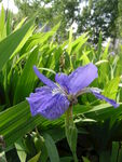 原創(chuàng)鳶尾花素材