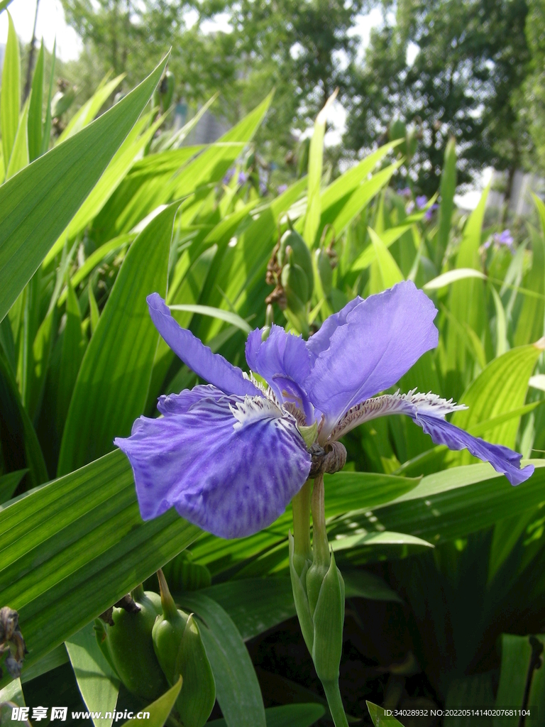 原創(chuàng)鳶尾花素材
