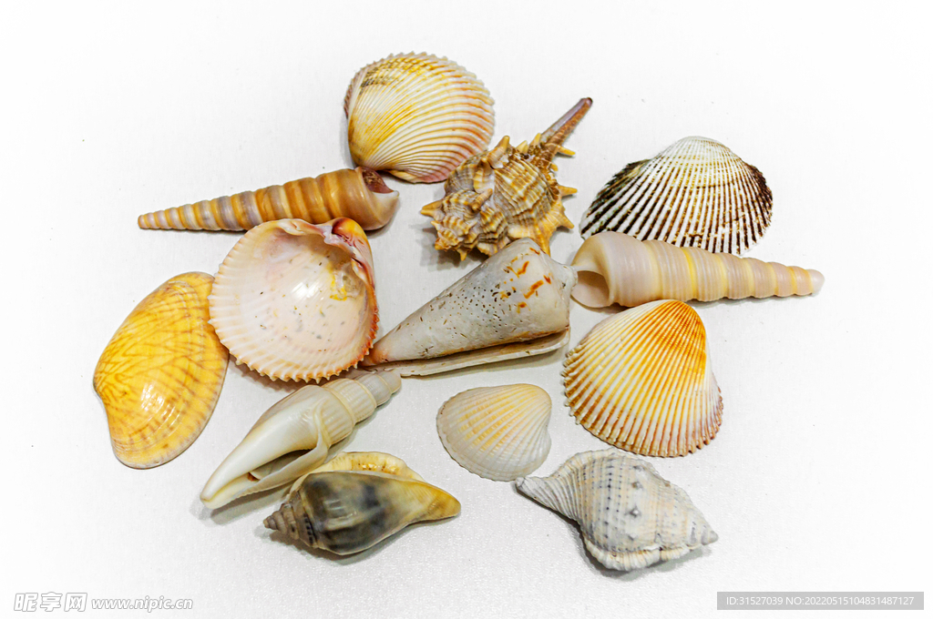 一堆贝壳摄影图