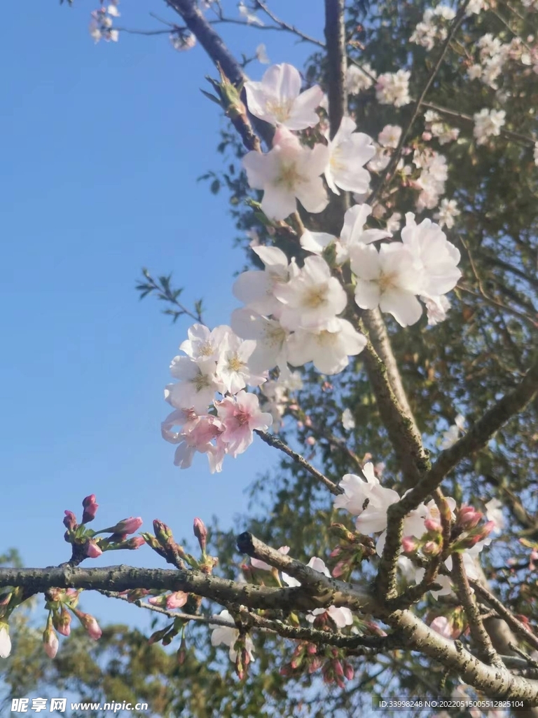 春日花開
