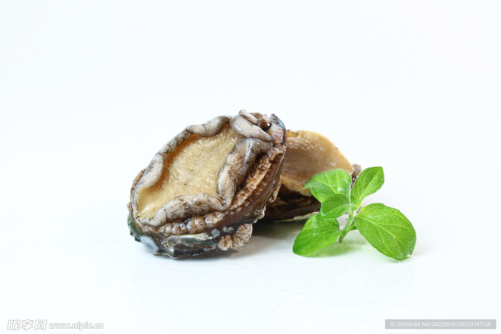 新鮮鮑魚食材