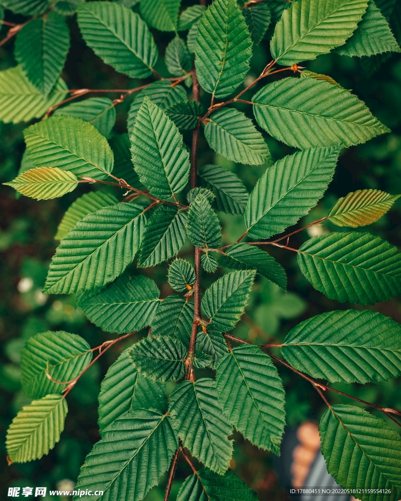 鵝耳櫪葉