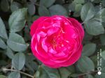 玫瑰花蕾