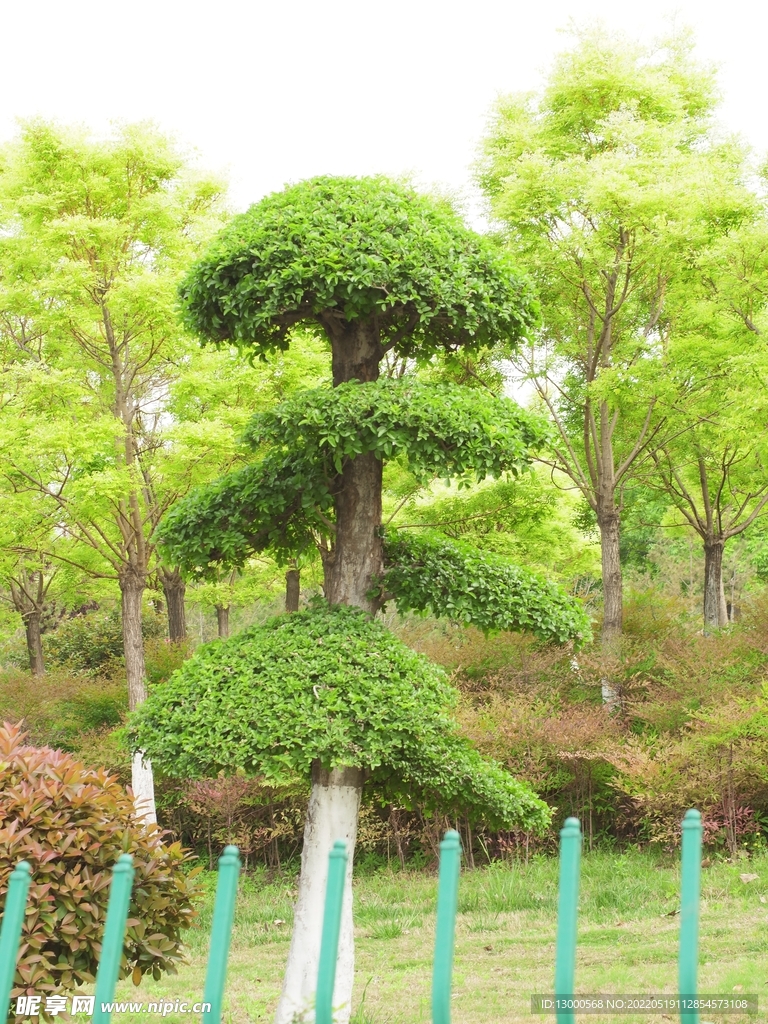 園林觀賞樹