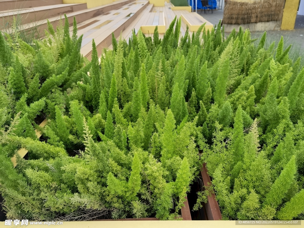 花壇植物