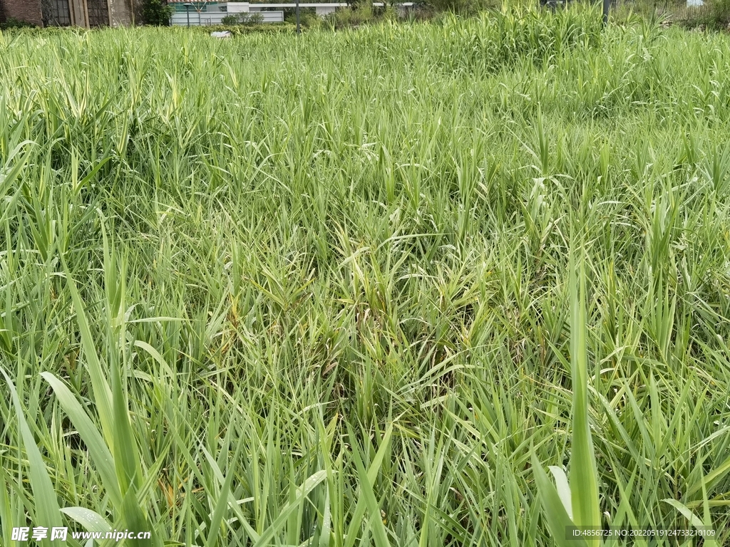 草地