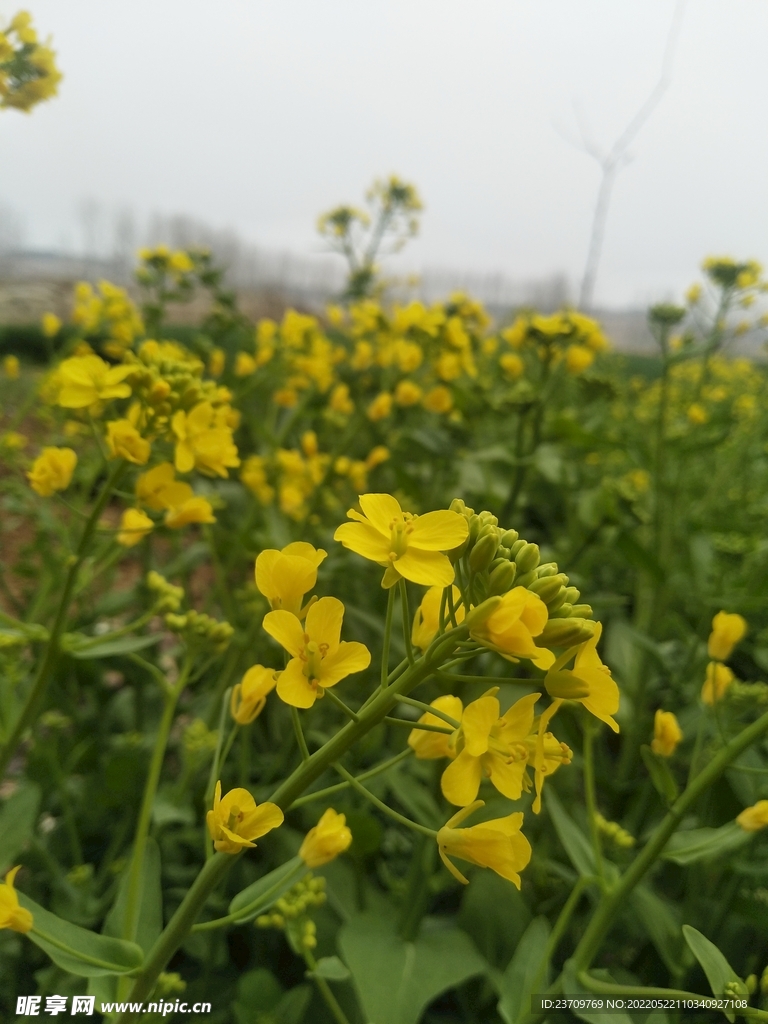 春天的油菜花黃花自然美景