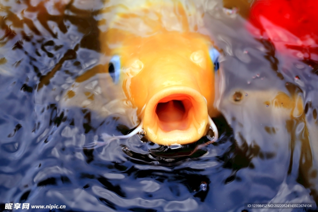 錦鯉魚