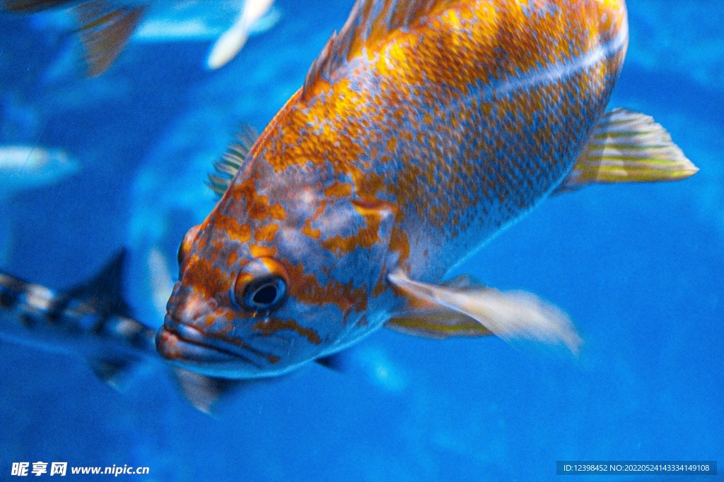 錦鯉魚