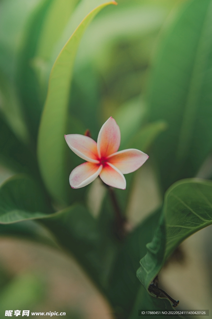 紅花蕊木