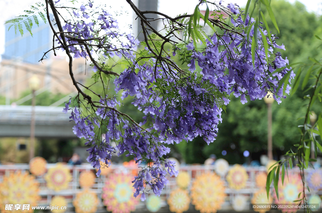 昆明藍(lán)花楹
