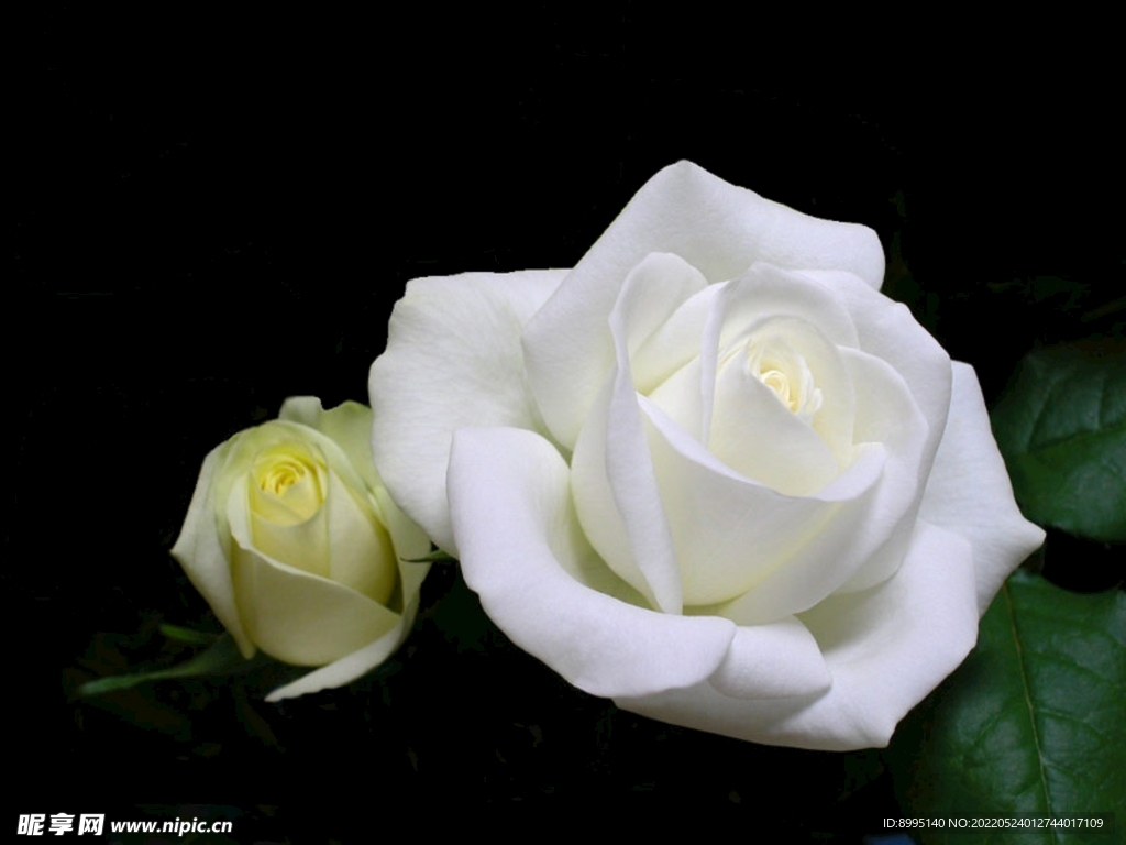 黄玫瑰白玫瑰
