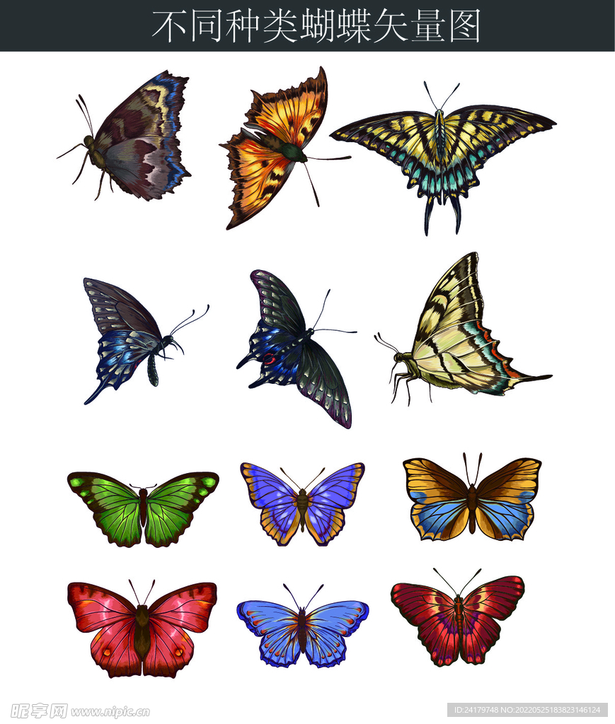 不同种类蝴蝶矢量图