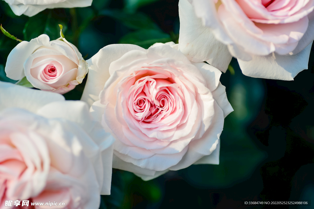 粉色玫瑰花 花的背景