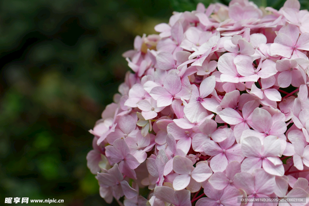 粉色绣球花 花的图片背景