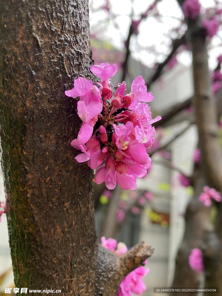 紫荊花