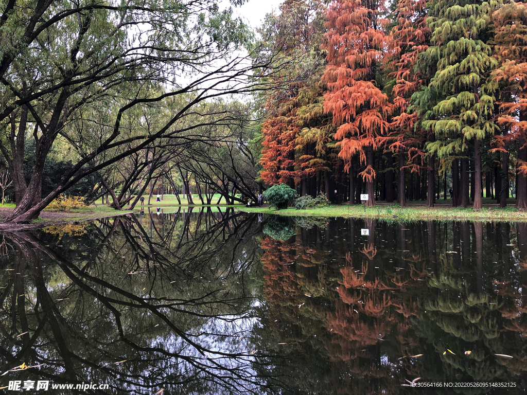 戶外森林公園自然景觀