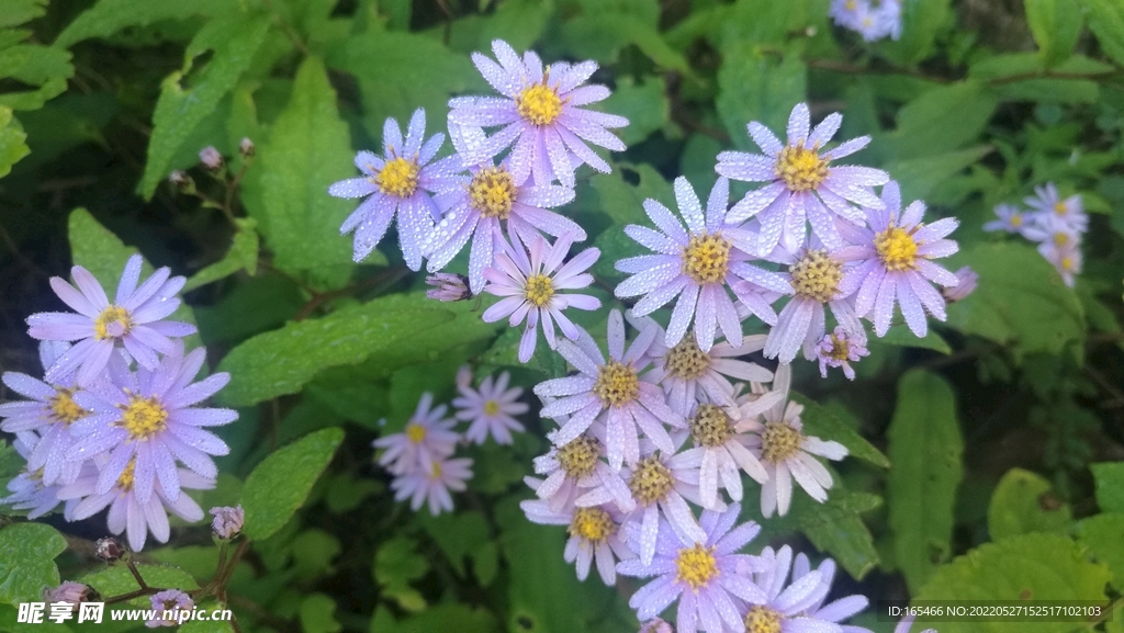 野花 花