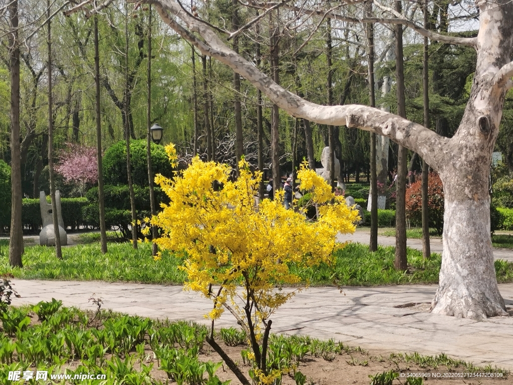 迎春花