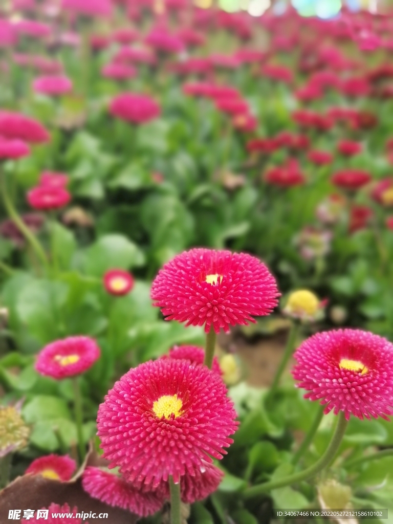 菊科紅花