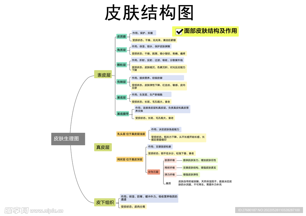 皮膚結構圖