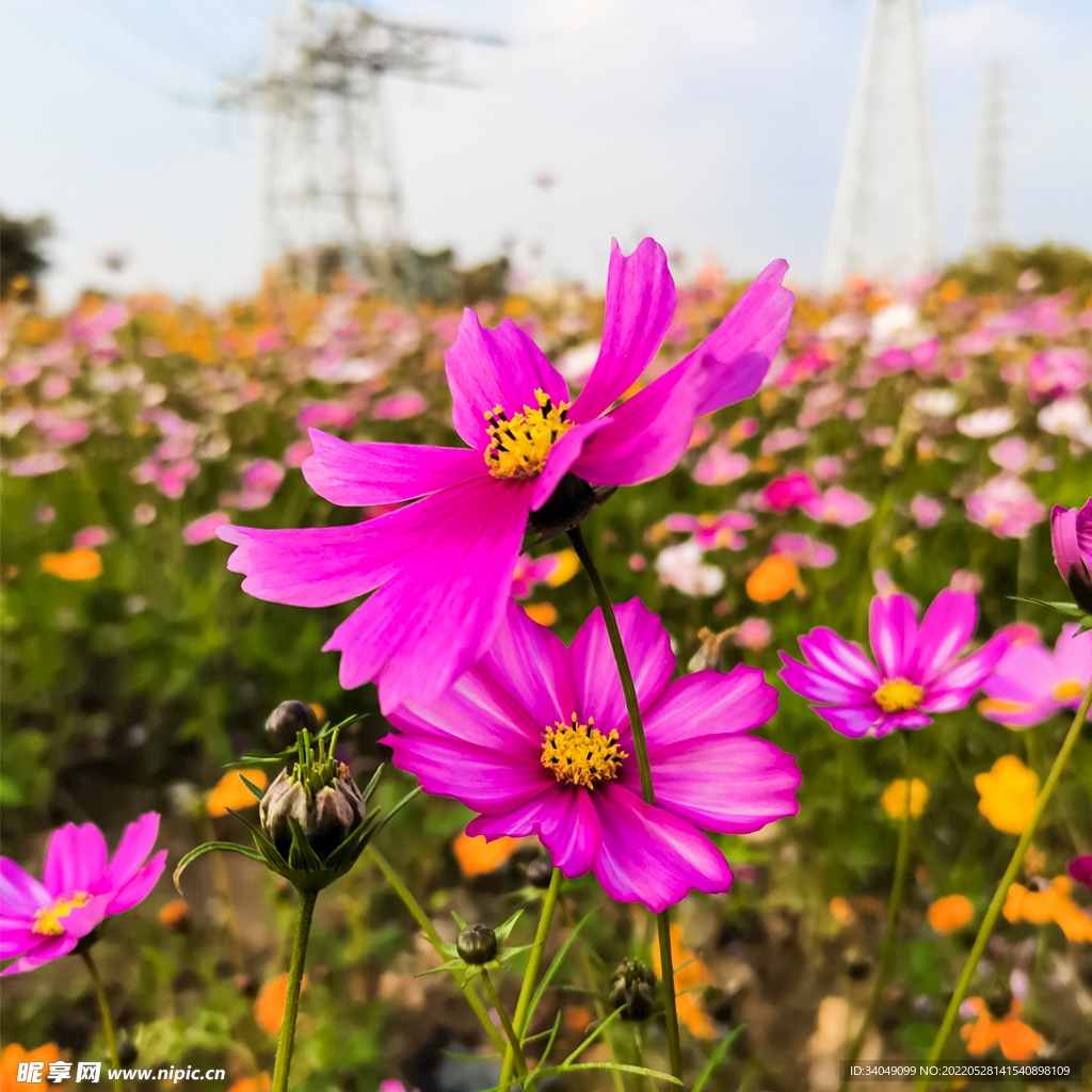 波斯菊格桑花