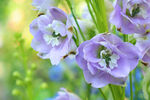 藍鈴花