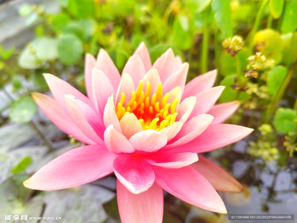蓮花