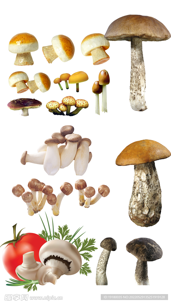 高清免扣蘑菇素材