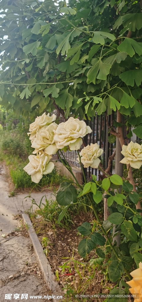 綠玫瑰