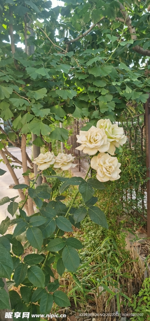綠玫瑰