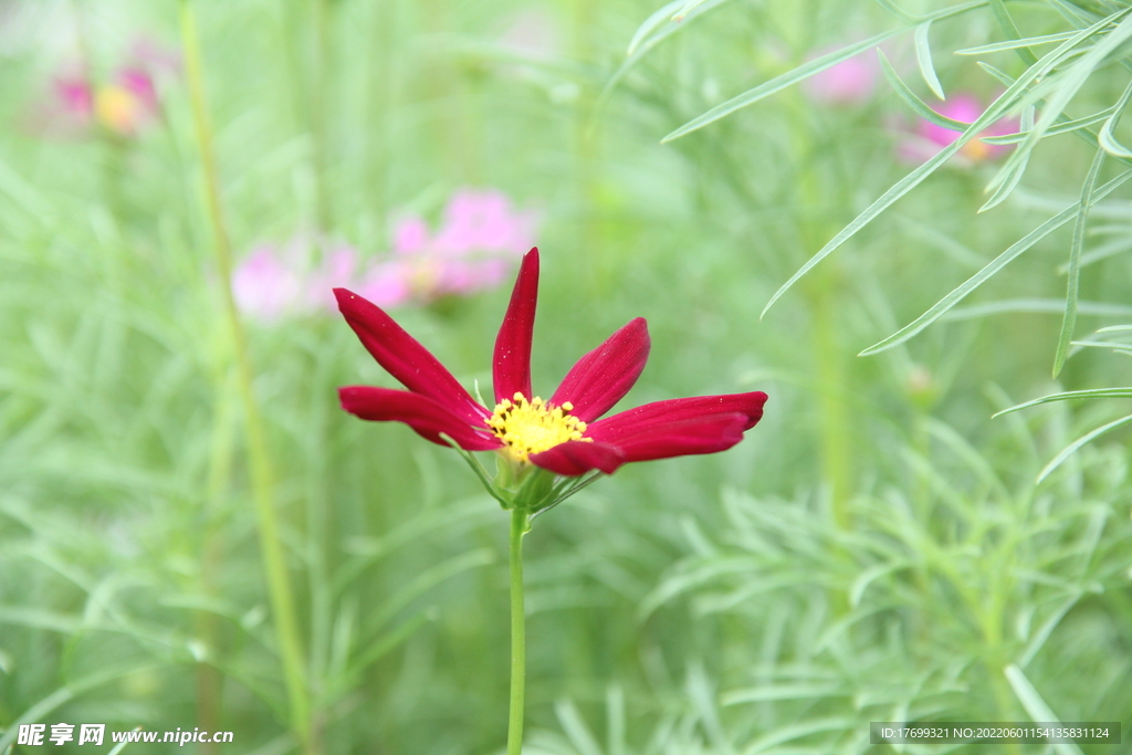 格桑花波斯菊