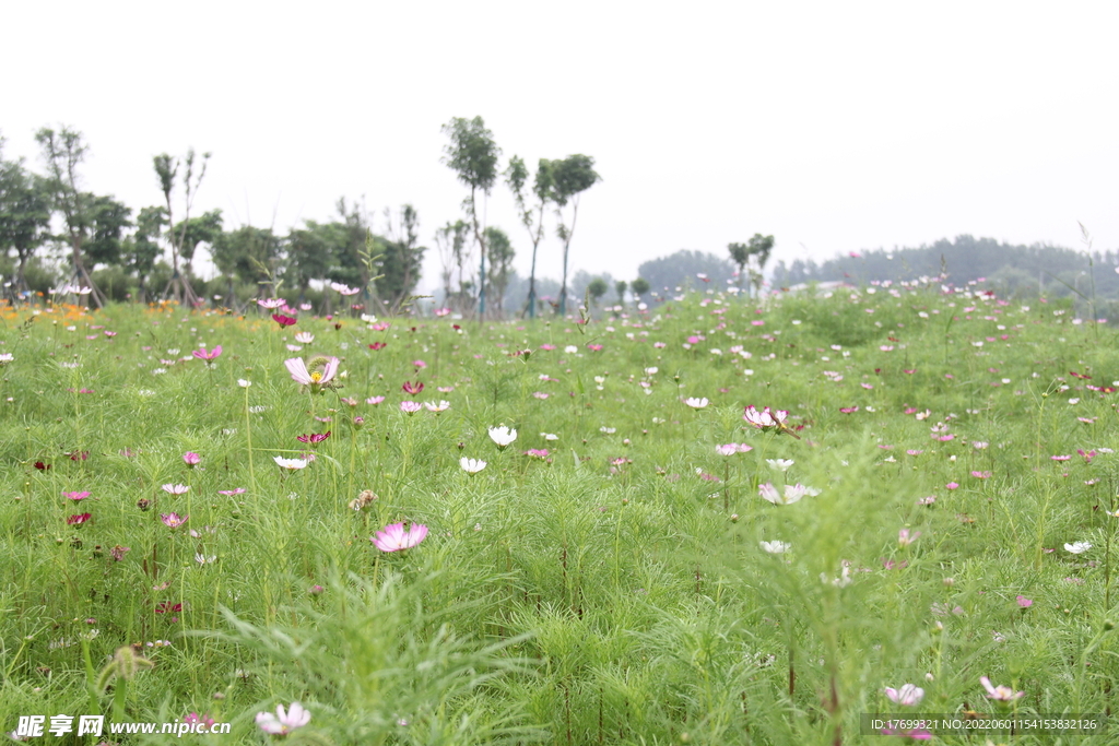 格桑花波斯菊