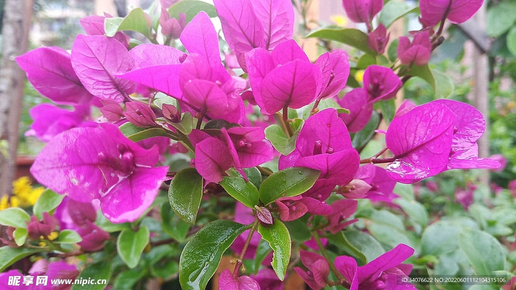 葉子花