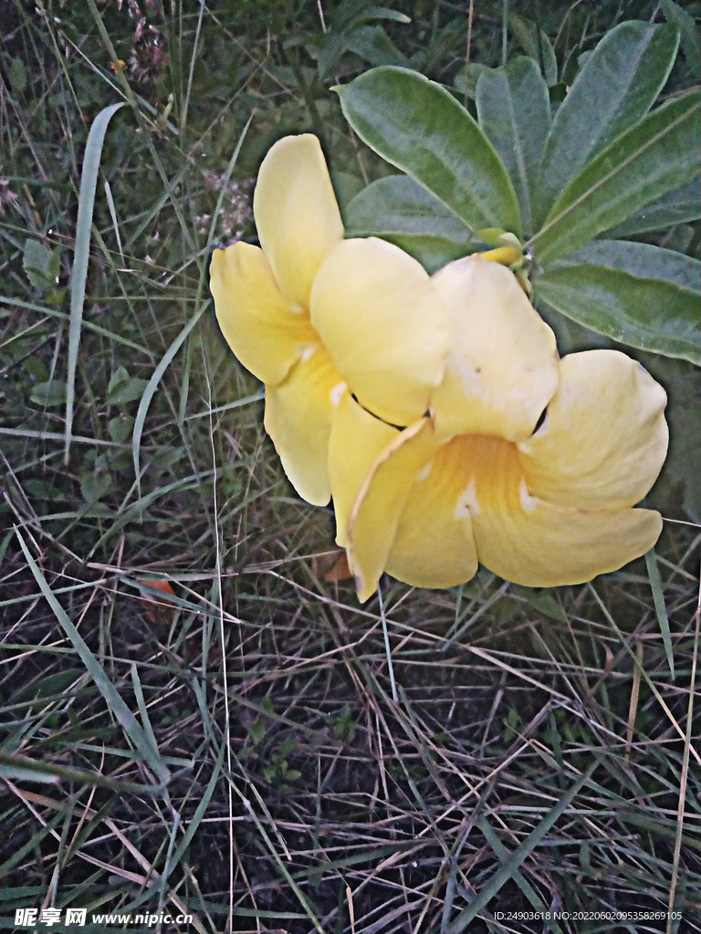 自然景色黄花