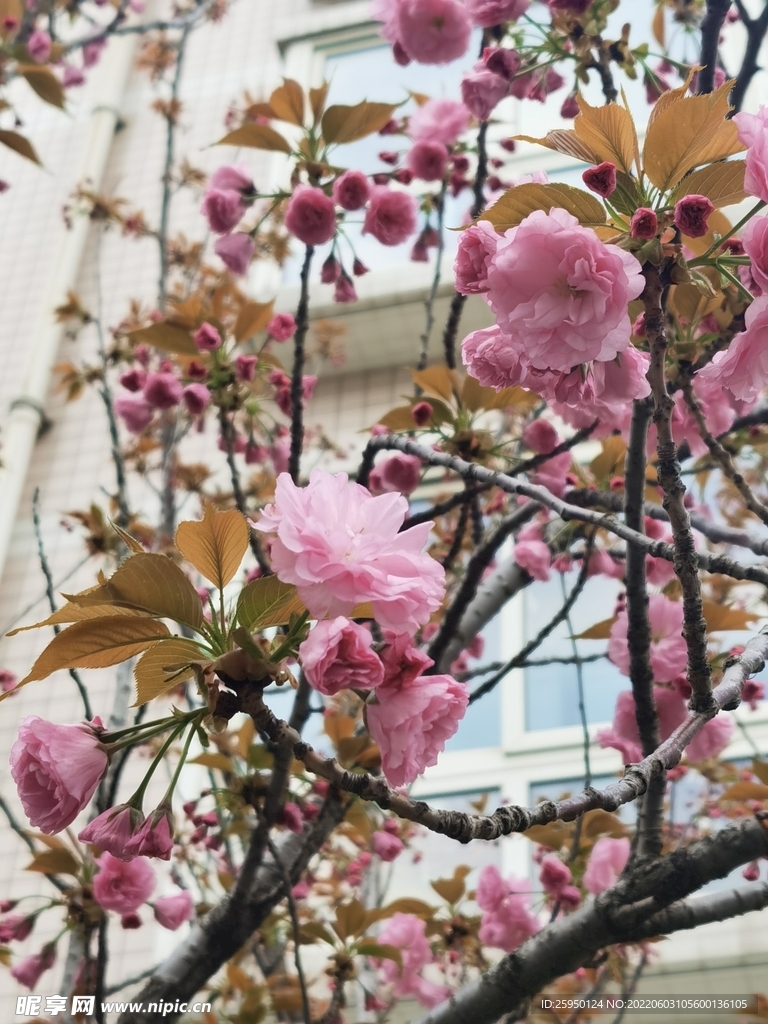 櫻花 爛漫