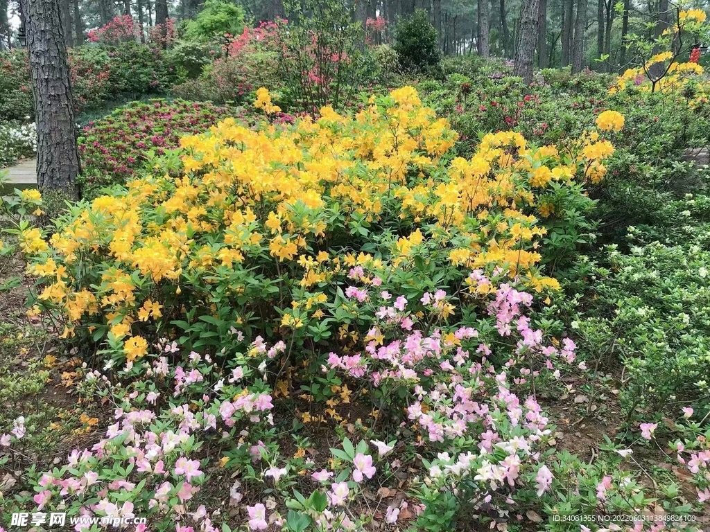 杜鵑
