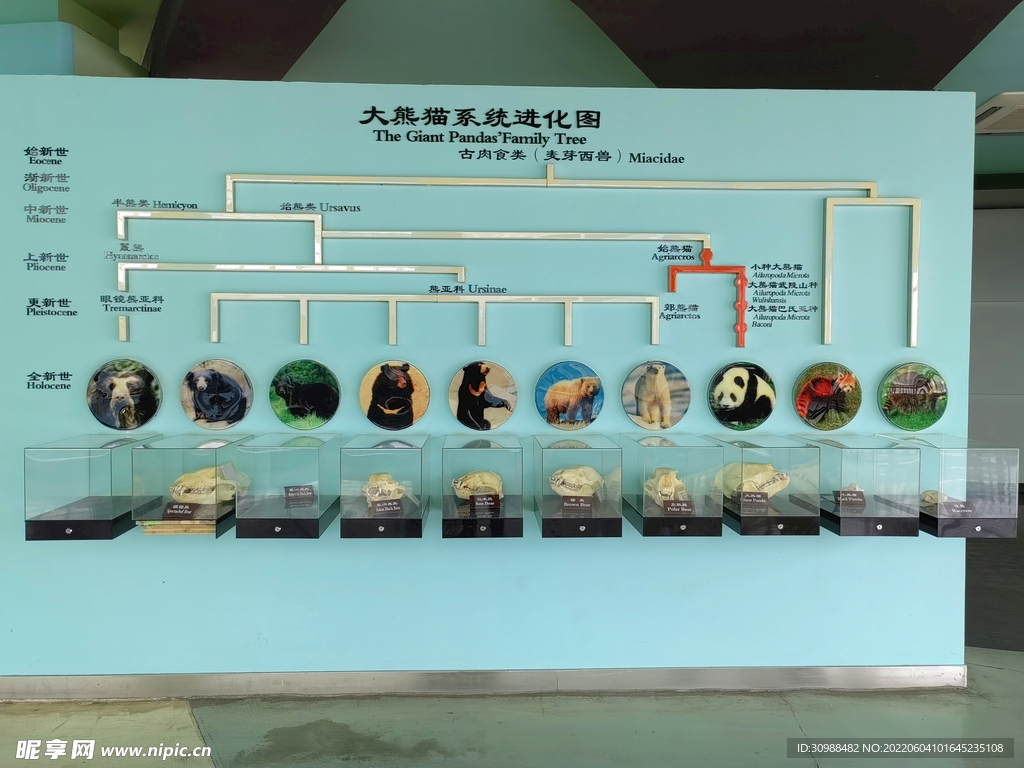 森林动物园 大熊猫进化