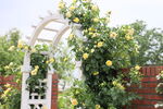 蔷薇黄月季 玫瑰拱门