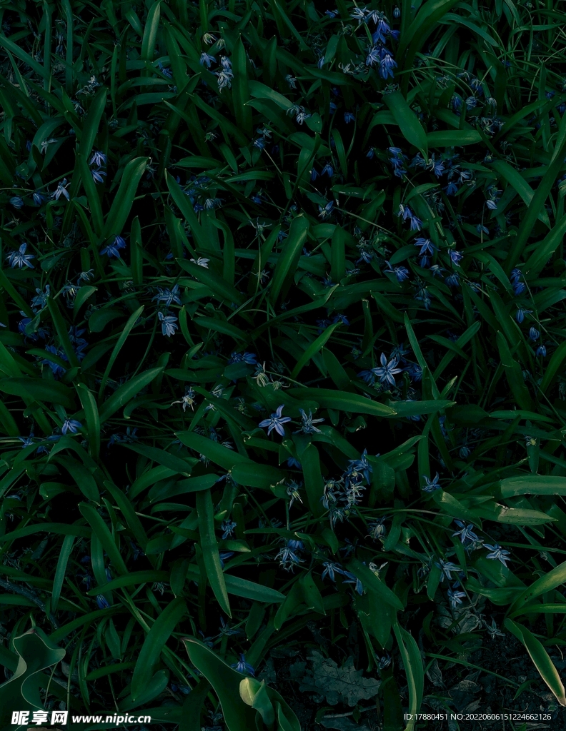 藍花