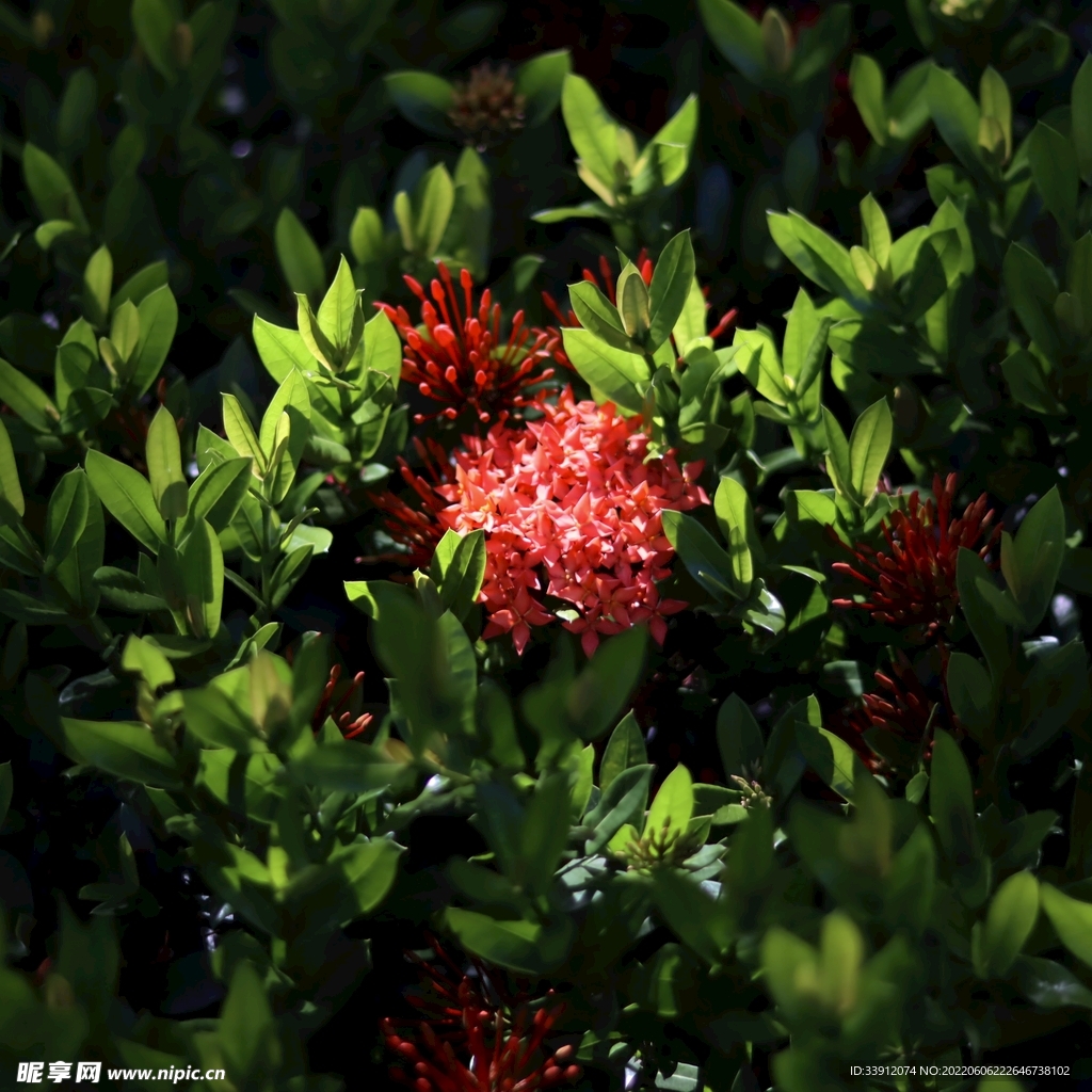花