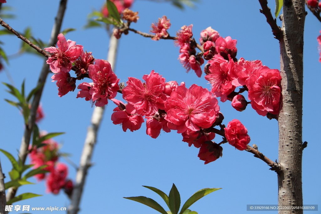桃花