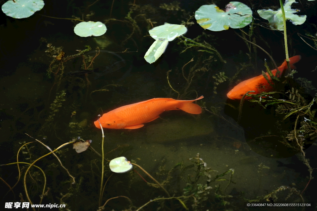 荷與魚