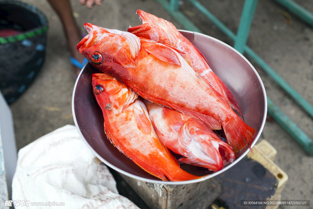 新鮮紅斑魚食材
