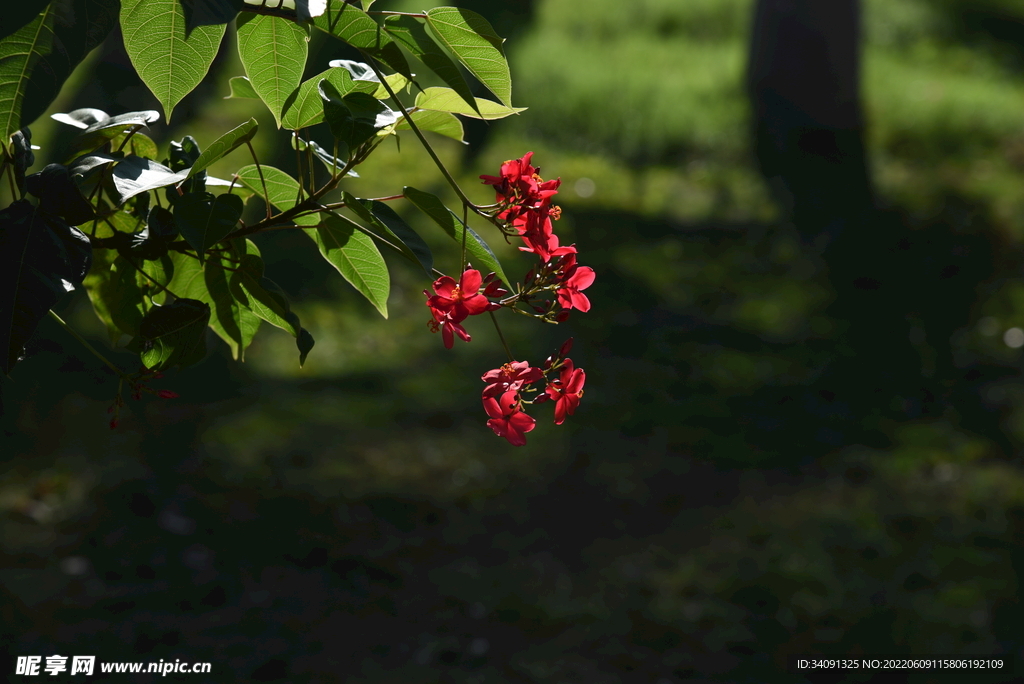 花