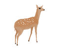 卡通手绘小鹿动物素材