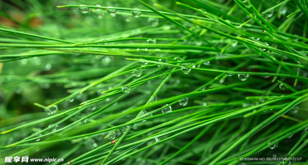 戶外綠植綠葉植物