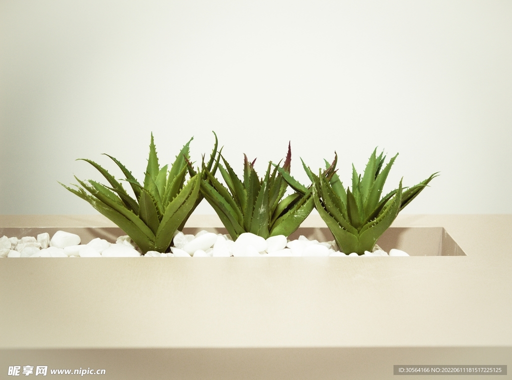 室內綠植綠培植物