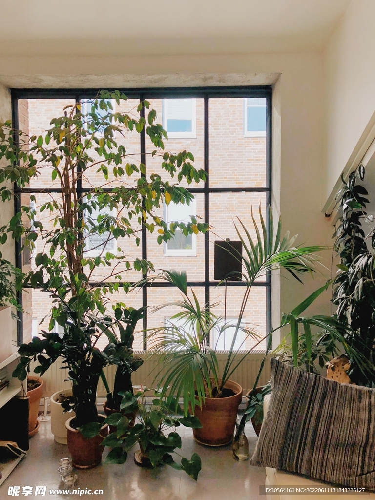 室內(nèi)綠植綠培植物